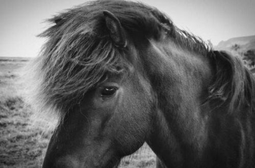 Caballo. DAVID CAMPOS, 2024