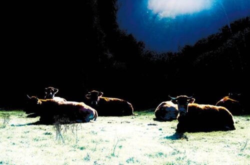 Vacas - David Campos