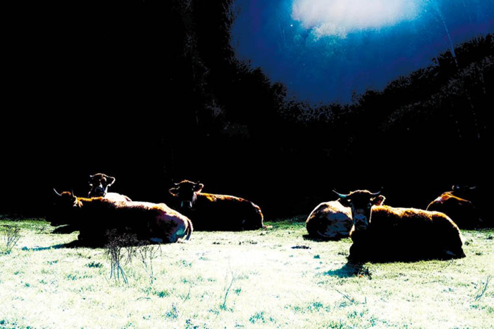 Vacas - David Campos