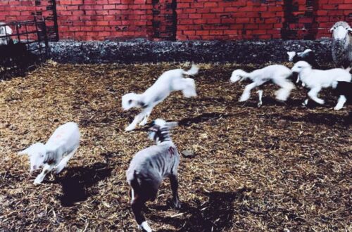 Corderines, 2024.DAVID CAMPOS