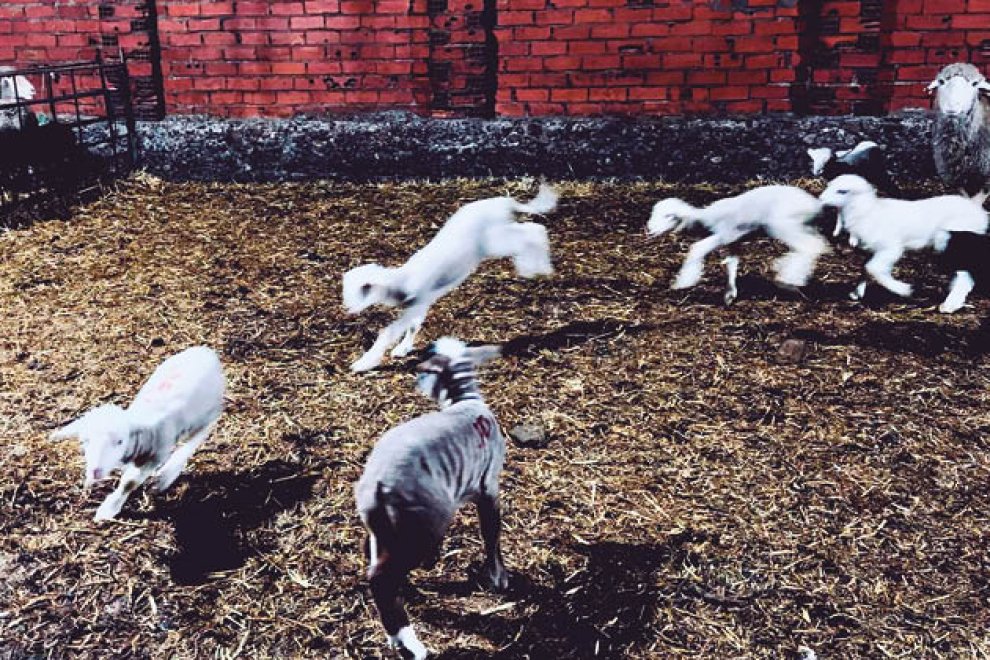 Corderines, 2024.DAVID CAMPOS