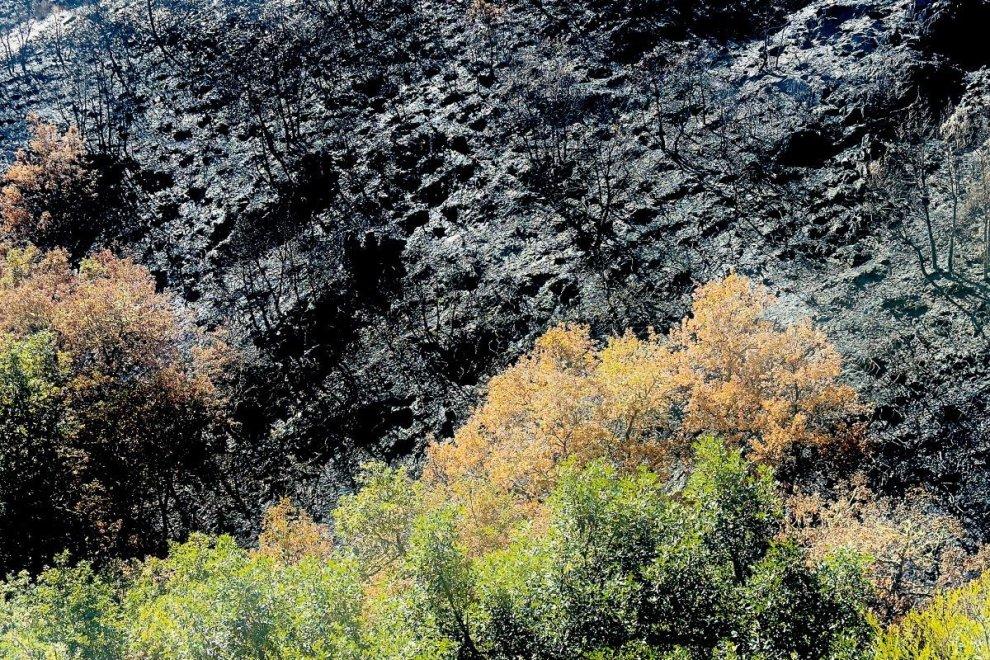 Tierra quemada.David Campos. 2025.