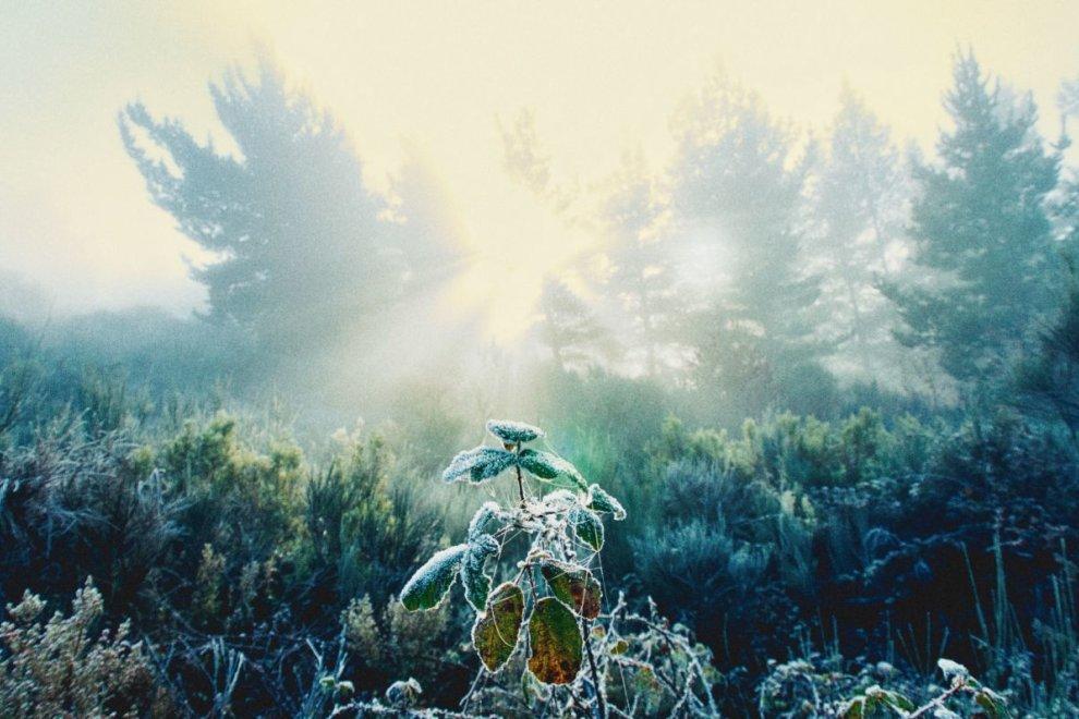 Helada.David Campos, 2025