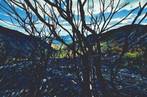 Ceniza y hierba.David Campos. 2025.