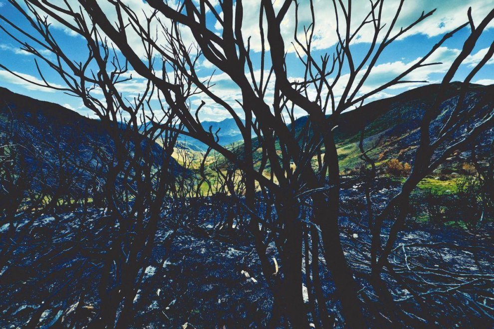 Ceniza y hierba.David Campos. 2025.